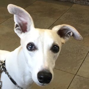 Meet your Posher, Stacey